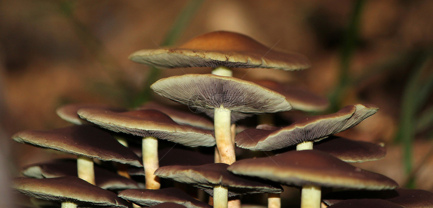 棕蘑菇家庭团体宏观荒野帽子苔藓菌类植物群棕色季节性图片