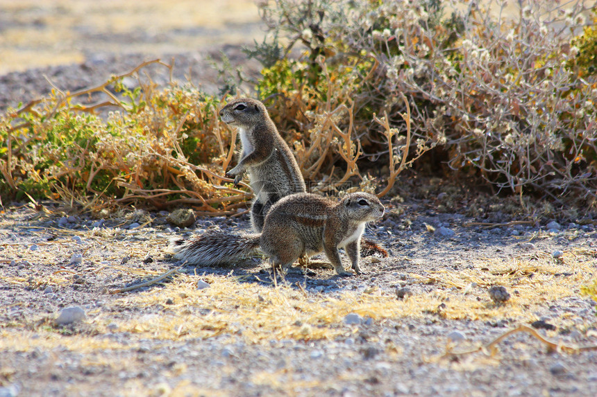 松鼠角生态耳朵毛皮清道夫公园沙漠捕食者地面哺乳动物野生动物图片