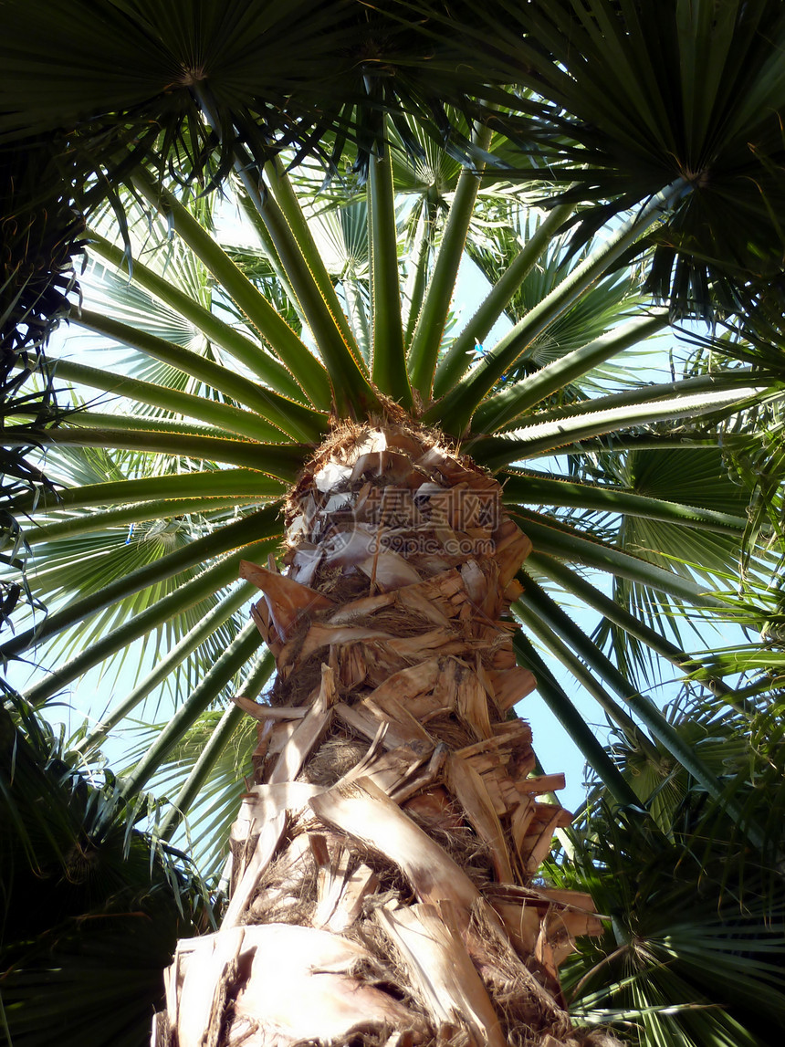 棕榈树叶子植被树叶植物群天空季节太阳树干天堂植物图片