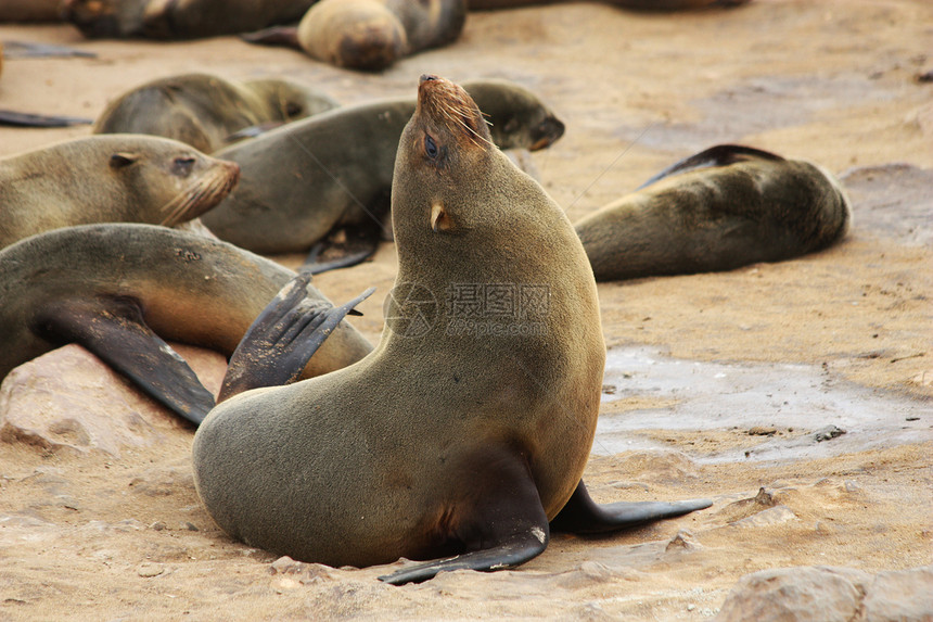 棕褐色海豹弧脑膜动物毛皮弧形海洋海岸哺乳动物棕色动物群食肉捕食者图片