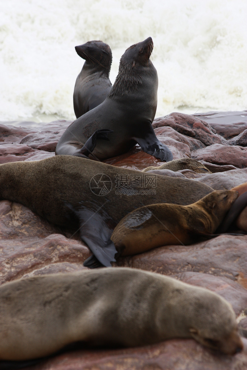 棕褐色海豹弧脑膜动物哺乳动物捕食者食肉弧形海洋棕色毛皮海岸动物群图片