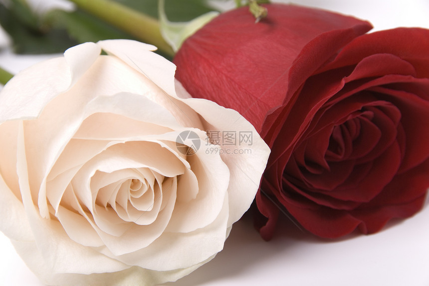 玫瑰花疗法芳香花园香气花束植物红色白色图片