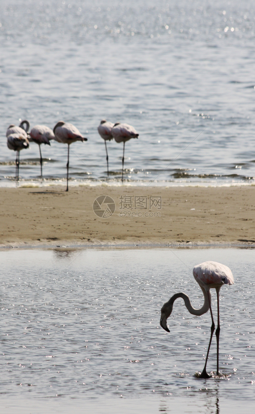 玫瑰白色野生动物脖子海滩水鸟火烈鸟海岸海岸线动物橡胶图片
