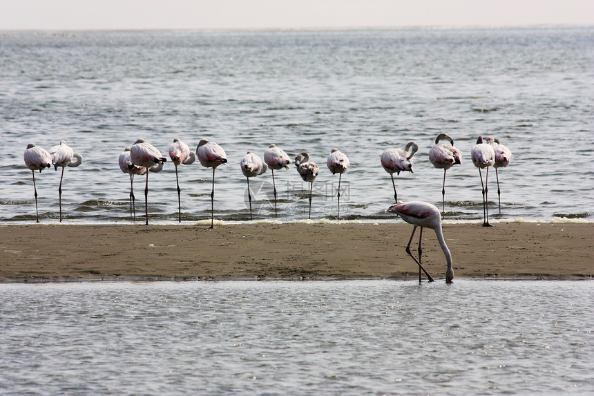 玫瑰白色粉色脖子动物水鸟海岸线火烈鸟橡胶海岸海滩图片