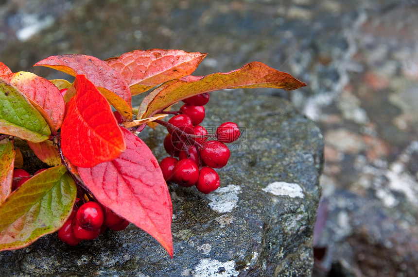 红秋叶和浆果图片