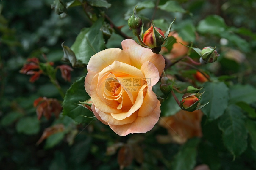 橙色玫瑰花花瓣植物绿色叶子礼物玫瑰美丽红色花园黄色图片