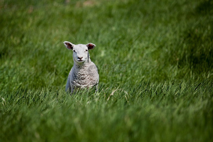 羔羊牧场绿色农场动物羊毛羊肉婴儿乡村国家草地图片