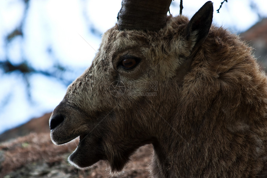意大利阿尔卑斯山岩石动物群棕色哺乳动物野生动物食草喇叭山羊动物毛皮图片