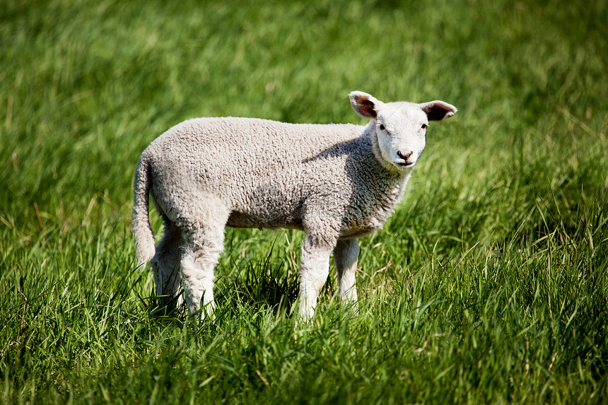 羔羊乡村哺乳动物牧场绿色草地场地婴儿农场羊毛宠物图片