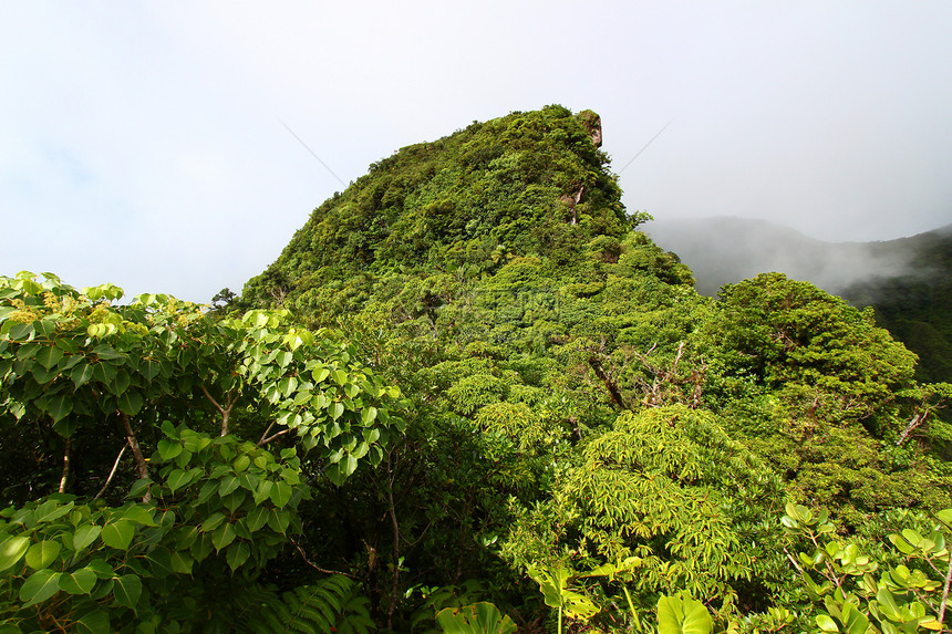 圣基茨雨林背风植被火山爬坡热带陨石旅行杂草天堂休眠图片