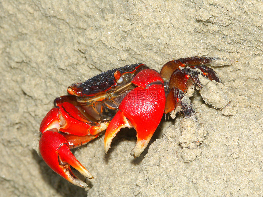 红螃蟹     澳大利亚昆士兰州红树海滩动物学生物学环境野生动物盎司苦难生物生活图片
