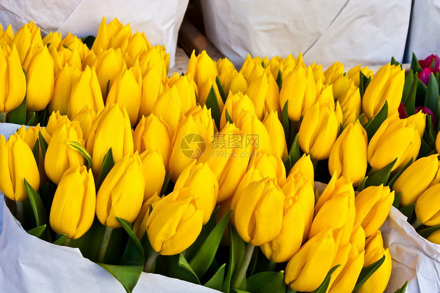 阿姆斯特丹花卉市场植物展示花园园艺店铺季节性灯泡销售花束花店图片