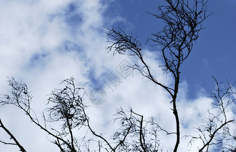 背景蓝色白色天空花园骨骼植物背景图片