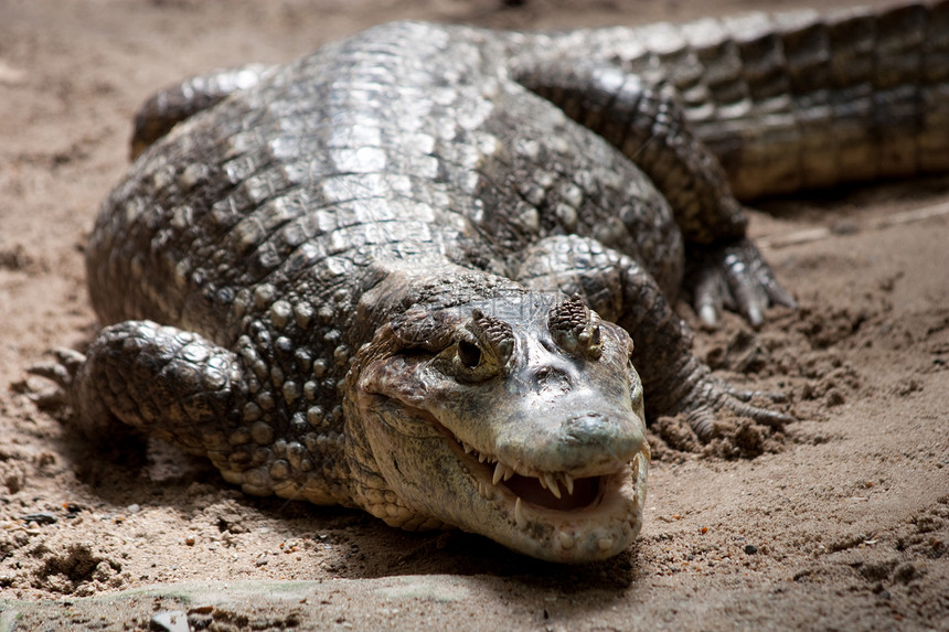鳄食肉牙齿鳄鱼野生动物爬虫捕食者荒野情调动物危险图片