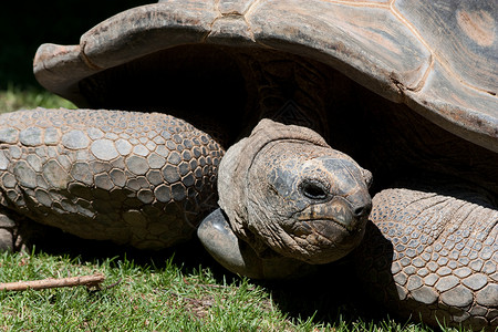 海龟异国公园荒野热带皮肤爬虫乌龟动物园野生动物情调高清图片