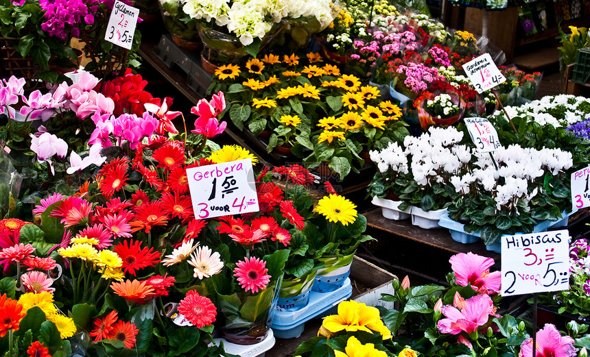 阿姆斯特丹花卉市场灯泡植物群花园店铺销售季节性展示植物园艺花束图片