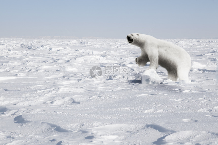 北极熊全球白色哺乳动物荒野气候苔原环境动物海岸海洋图片