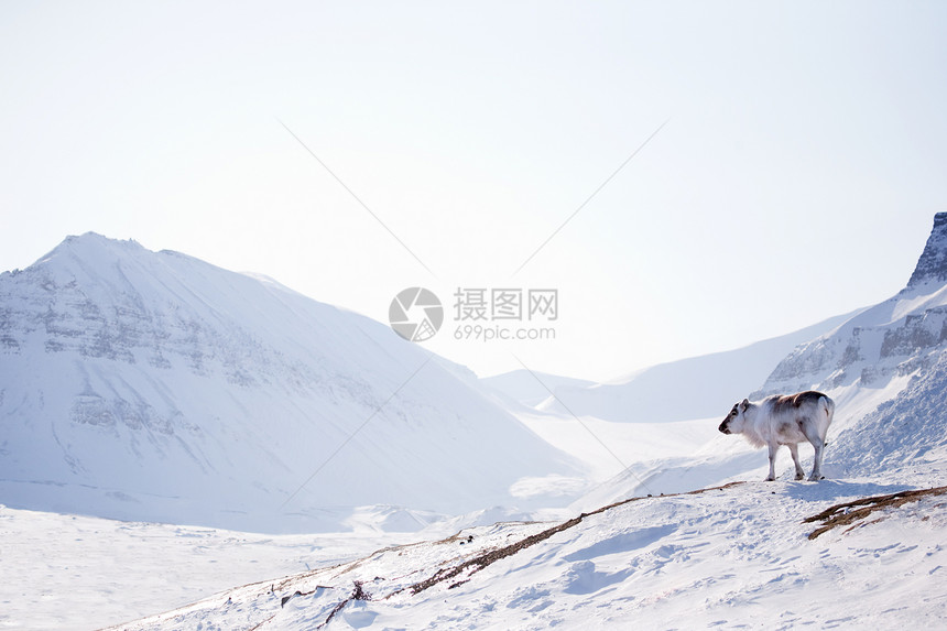 冬季地貌的驯鹿图片