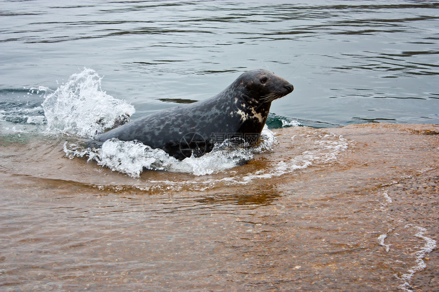 灰海豹环境海狮哺乳动物海豹海洋野生动物外套灰色图片