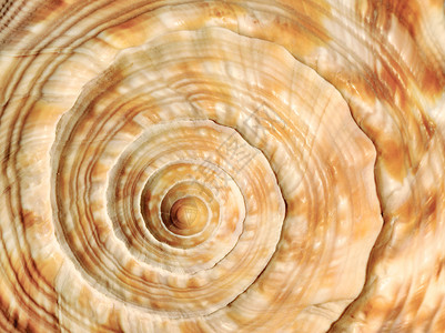 海壳上的螺旋背景图片