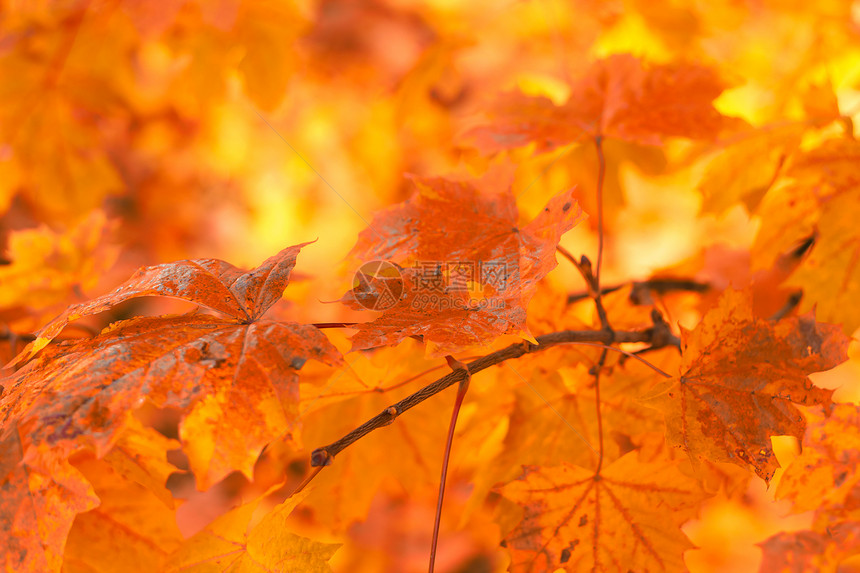 橙色秋叶背景 焦点非常浅薄植物叶子风格生长季节活力森林照片阳光红色图片