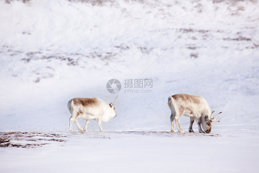 驯鹿荒野季节性哺乳动物白色野生动物游戏动物图片