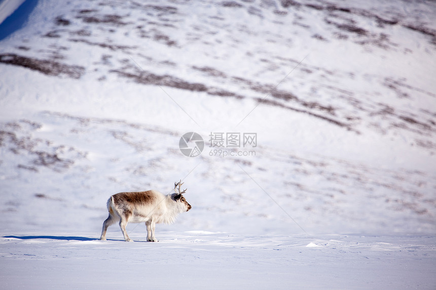 驯鹿荒野野生动物白色哺乳动物季节性动物游戏图片