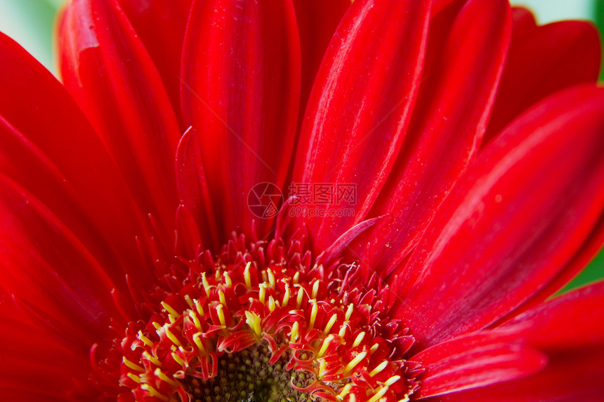 鲜花宏观植物红色图片