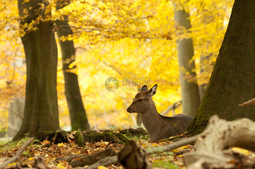 女红鹿在秋天坐在木地上地面哺乳动物女性红色木头图片