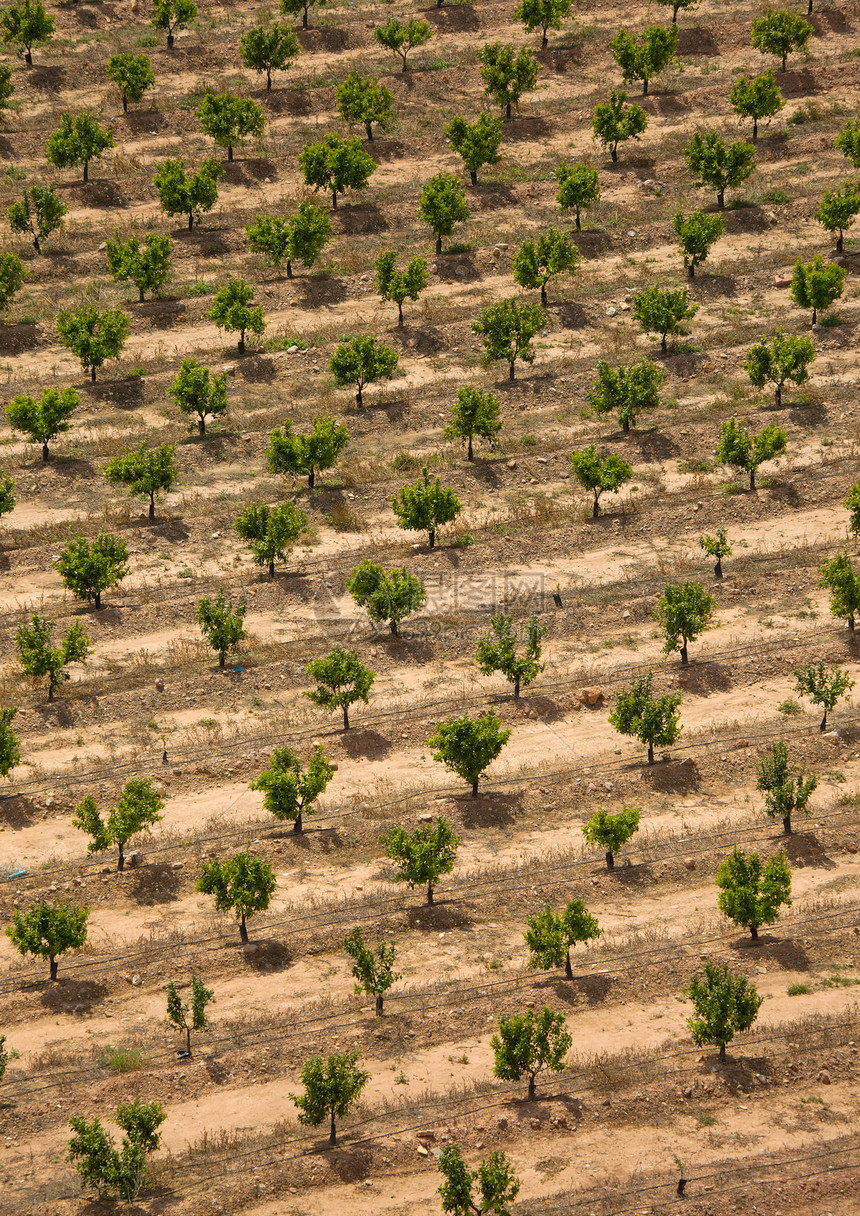 植物园线条食物天线水果生产农村橙子树木农场照片图片