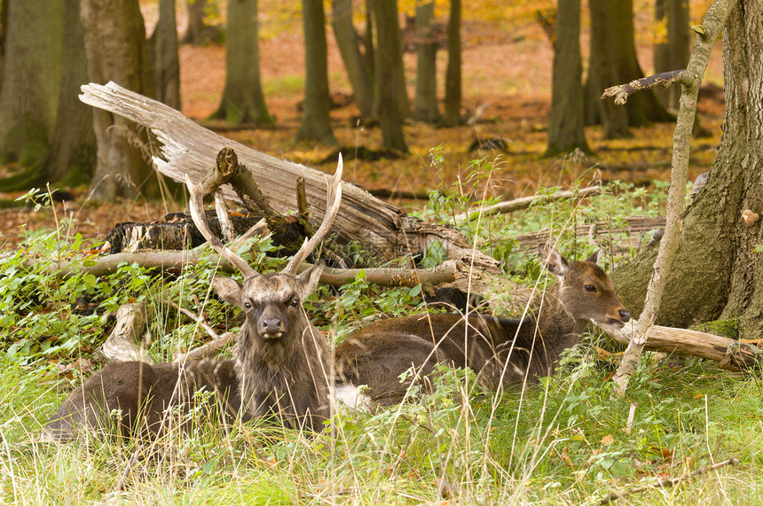 秋天 红鹿和红鹿男女在木地上坐着男性女性哺乳动物木头地面红色图片