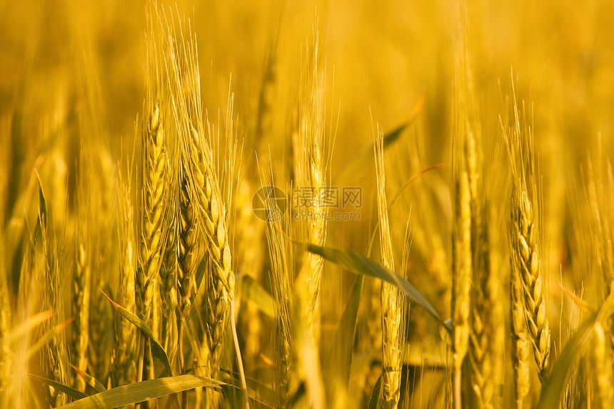 小麦金子场地植物生产农村环境国家谷物收成农场图片