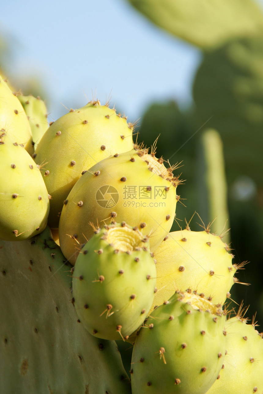 野生印度无花果食物荒野绿色水果图片