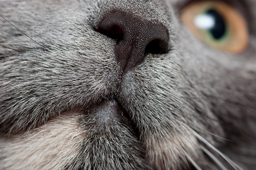 猫鼻子视网膜白色毛皮小猫短发相机晶须哺乳动物柔软度宏观图片