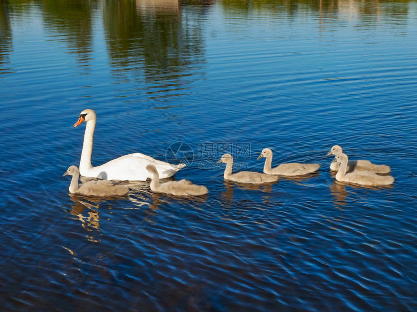 Swan 家庭游泳池塘天鹅荒野场景翅膀野生动物反射羽毛波纹图片
