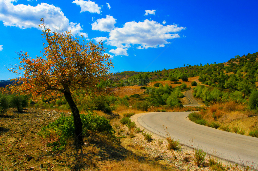 希腊罗得斯岛荒野中的孤树图片