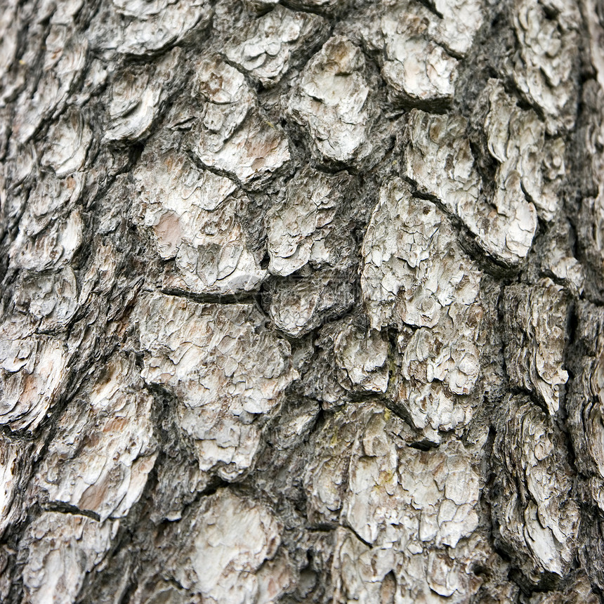 树皮植物植物群松树环境叶子木头木刻树干生长木材图片