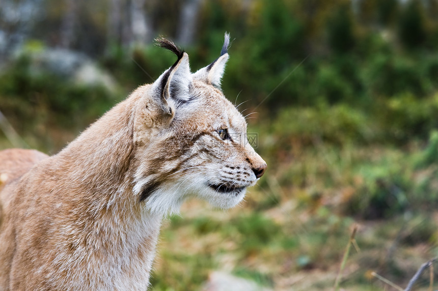 Lynx 林克野生动物眼睛胡须濒危捕食者荒野毛皮哺乳动物动物食肉图片