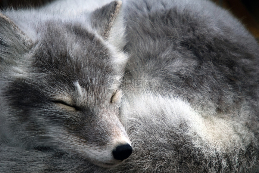 北极狐哺乳动物白色野生动物动物毛皮图片