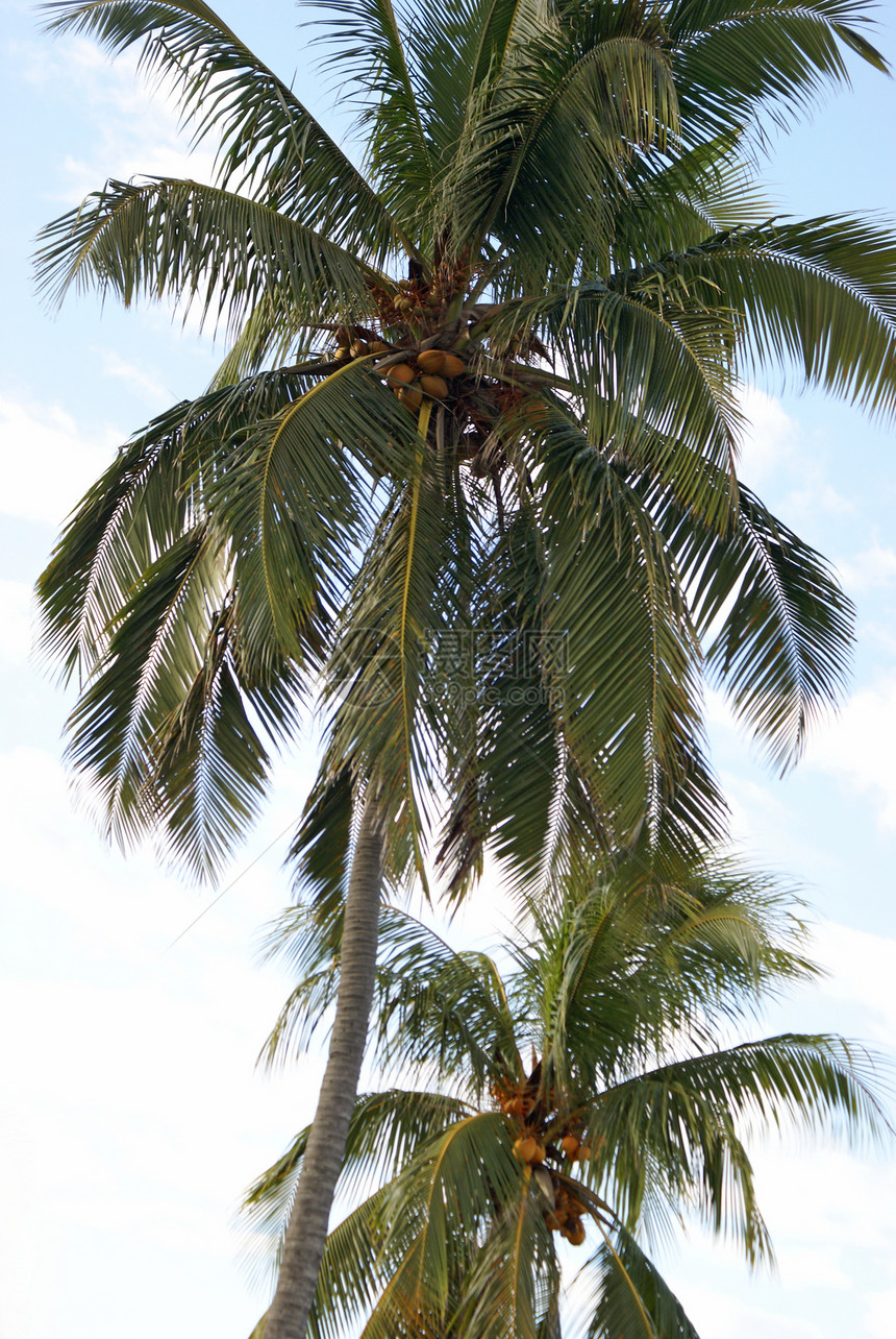 棕榈树植物群天堂森林热带绿色树叶植物天空椰子棕榈图片