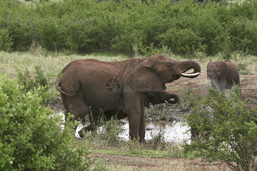 大象剂非洲大象场地野生动物动物象牙假期图片