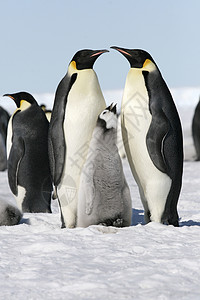 皇帝企鹅前天龙野生动物动物冻结背景图片