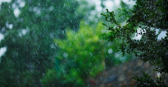 夏雨绿色树木雷雨场景森林天气洪水雨滴气候叶子背景图片