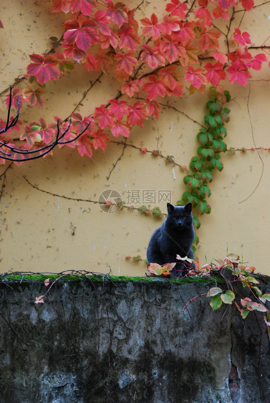 蓝猫自然蓝色红色绿色图片