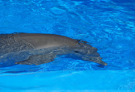 海豚背景蓝色好脾气水池世界大海海洋水世界高清图片