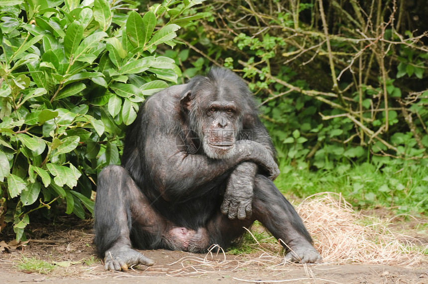 黑猩猩黑色野生动物动物热带濒危灵长类图片