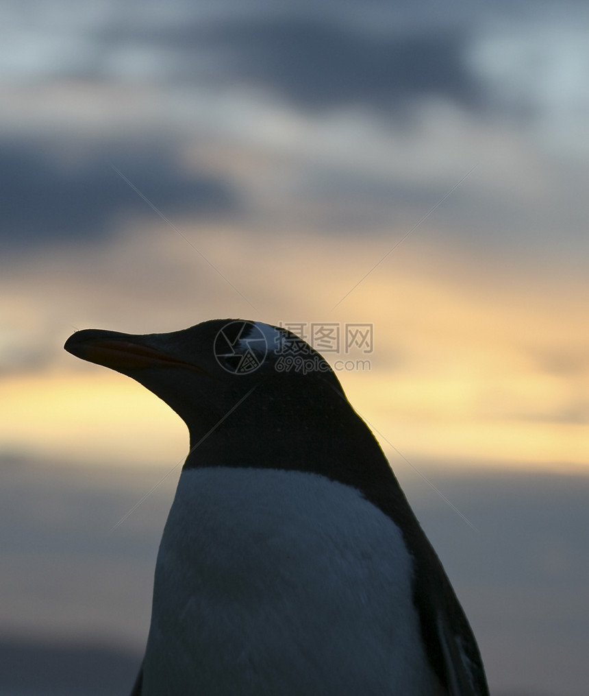 Gentoo 企鹅野生动物金图图片