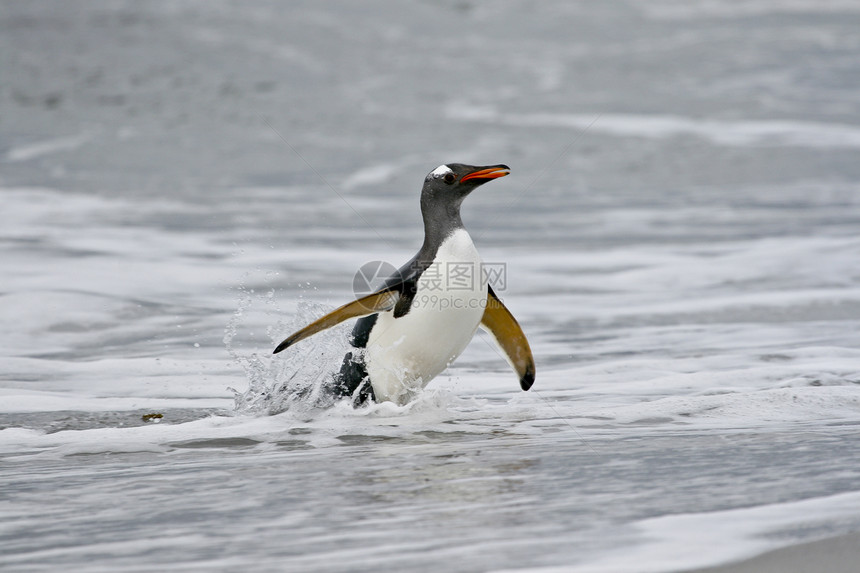 Gentoo 企鹅野生动物金图图片