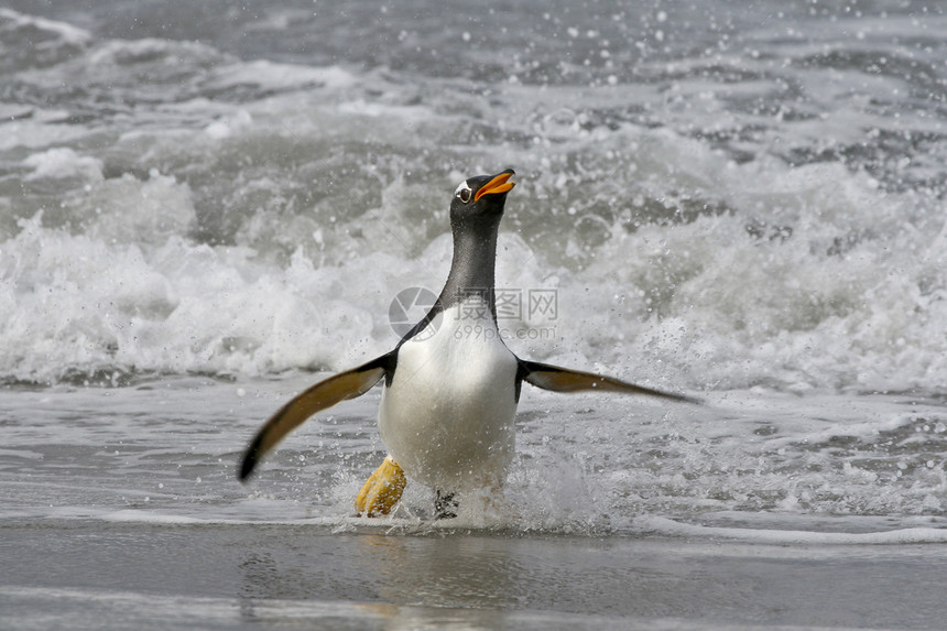 Gentoo 企鹅野生动物金图图片