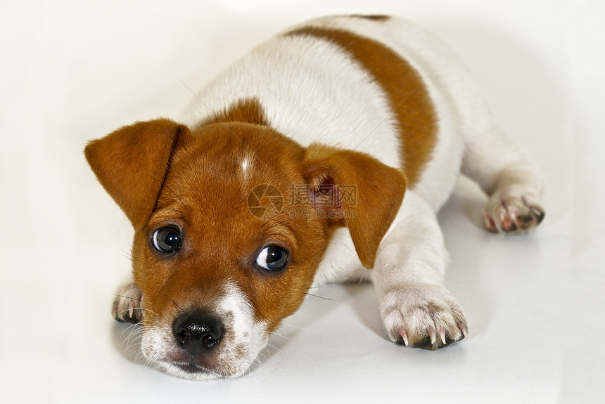 小狗狗哺乳动物摄影好奇心棕色玩具小狗爪子宠物白色生活图片